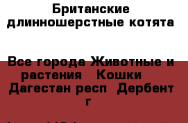 Британские длинношерстные котята - Все города Животные и растения » Кошки   . Дагестан респ.,Дербент г.